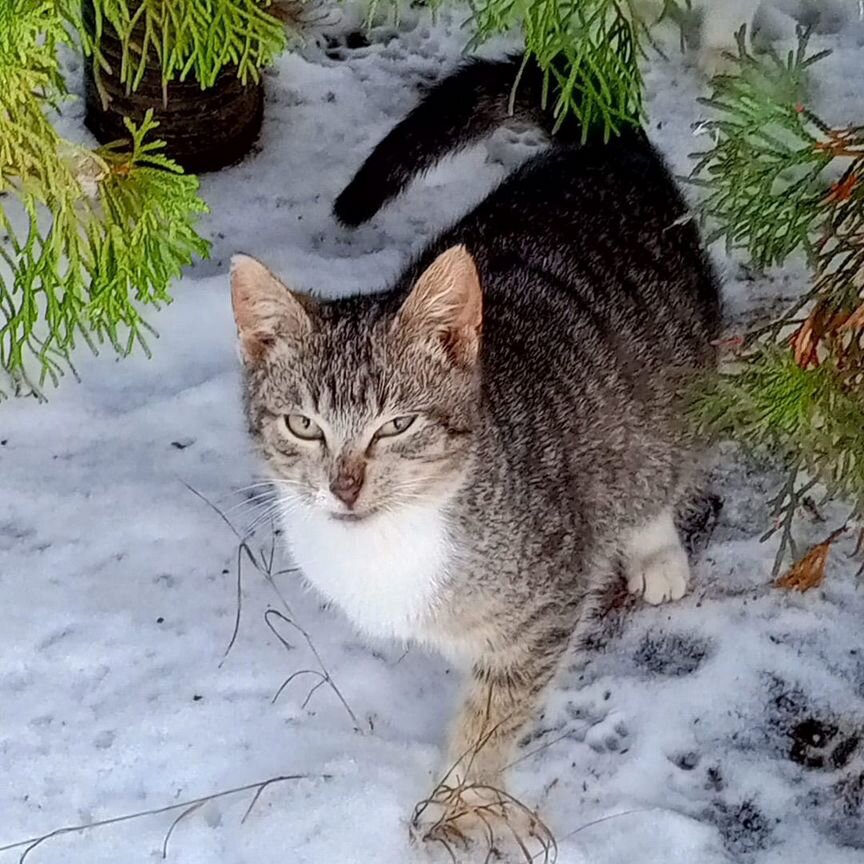 Котята в добрые руки бесплатно