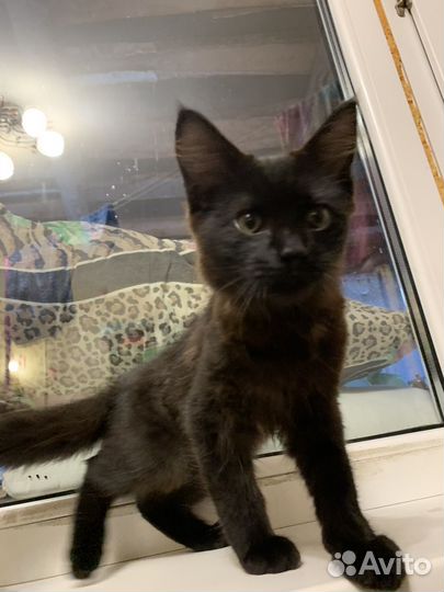 Котенок бесплатно