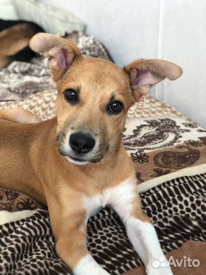 Собака щенок мальчик