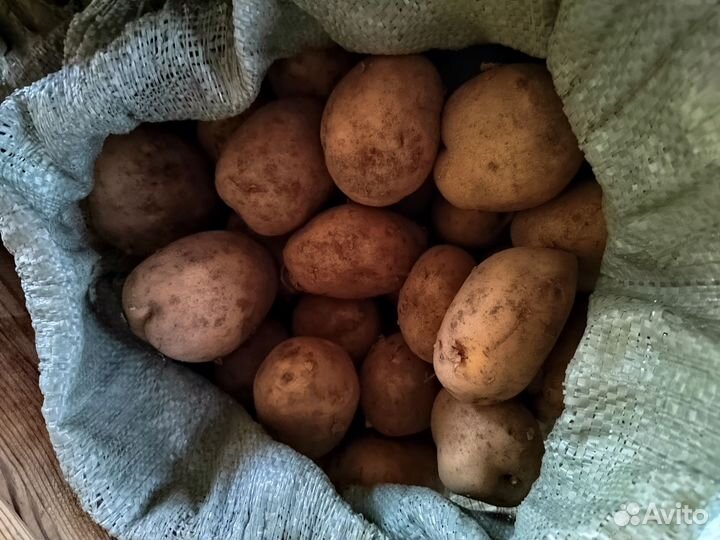 Продам картофель