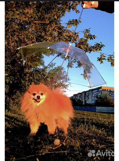 Зонт для питомца