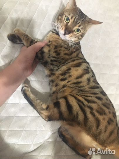 Бенгальский кот