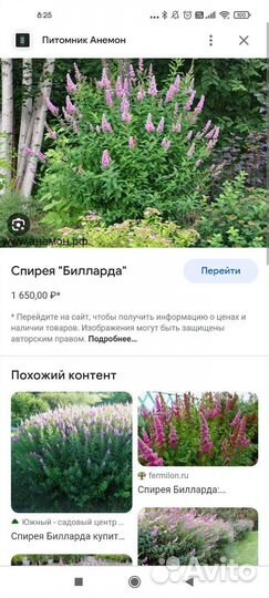 Спирея розовая