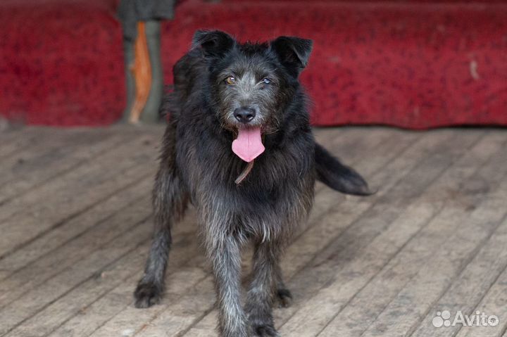 Отдаю собаку Ульяну в добрые руки