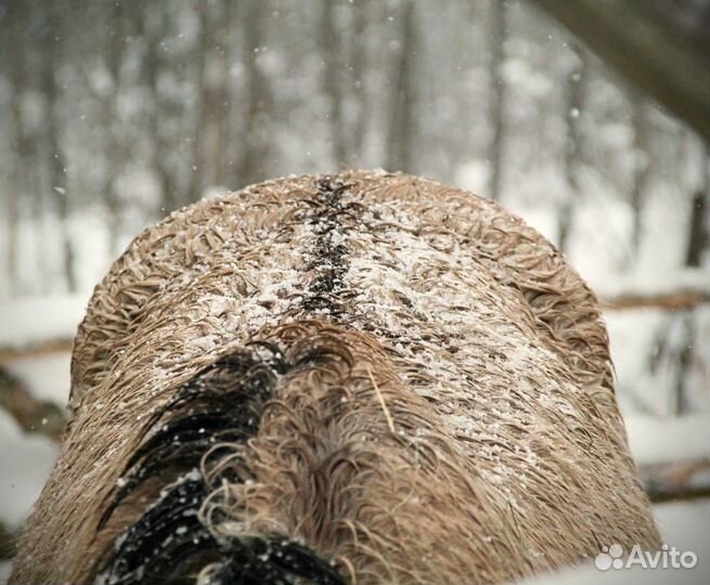 Лошади хобби класса