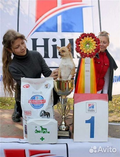 Кинолог. Няня для животных. Выгульщик собак