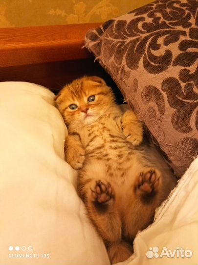 Продажа шотландских котят