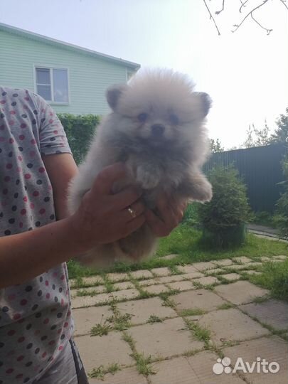 Померанский шпиц