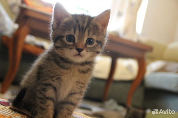 Котята сладкие милые пушистые друзья