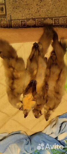 Шкурки куниц