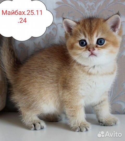 Майбах ждет семью