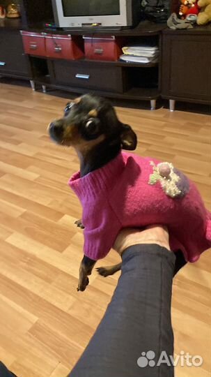 Теплые вязаные вещи для собаки или кота