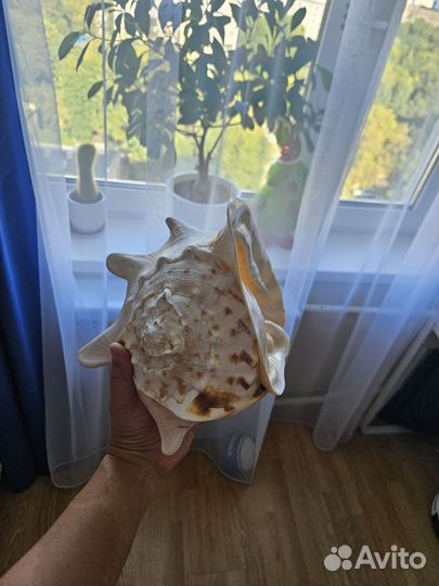 Камень ракушка