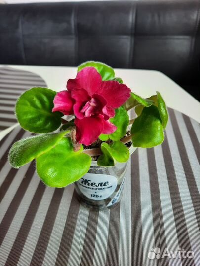 Сортовые фиалки