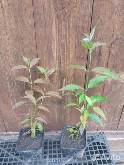 Ива пурпурная, дерен белый