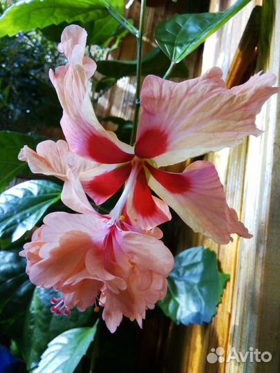 Гибискусы разные