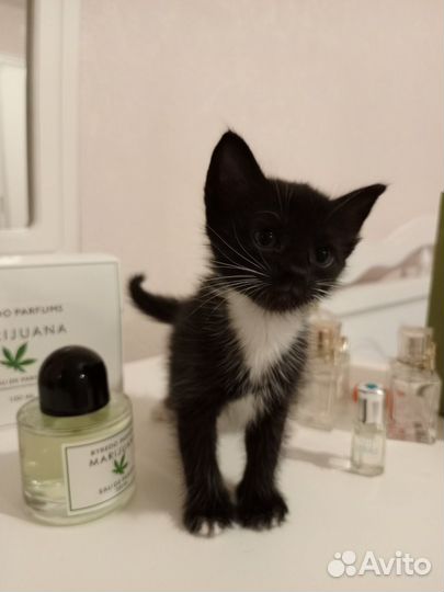 Котята в добрые руки бесплатно