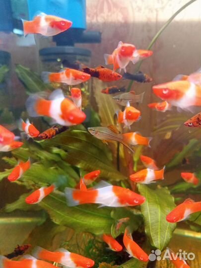 Рыбки,растения,корм