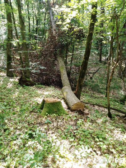 Спил деревьев, расчистка участков