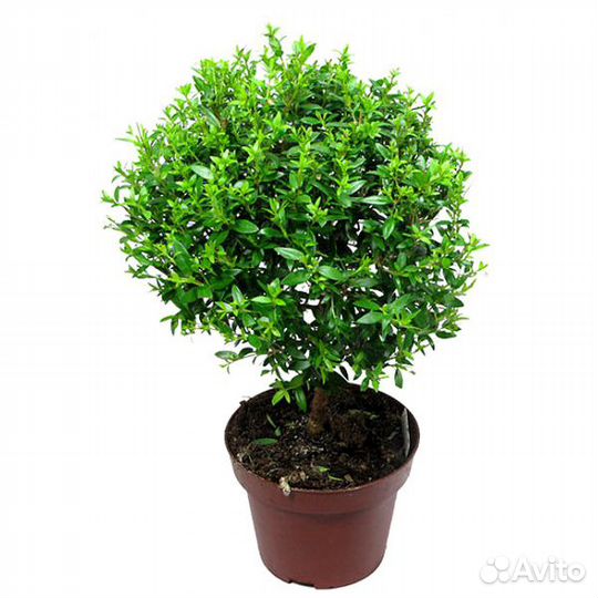 Мирт семена/ягоды