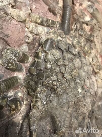 Окаменелые морские лилии Криноидеи