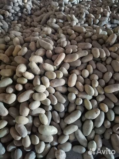 Продам картофель