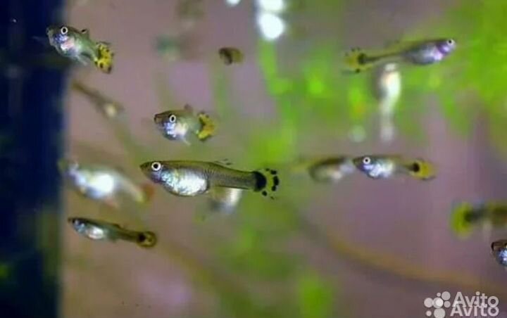 Мальки гуппи