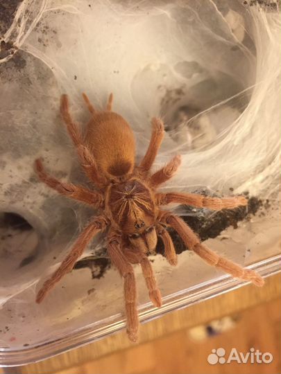 Пауки птицееды