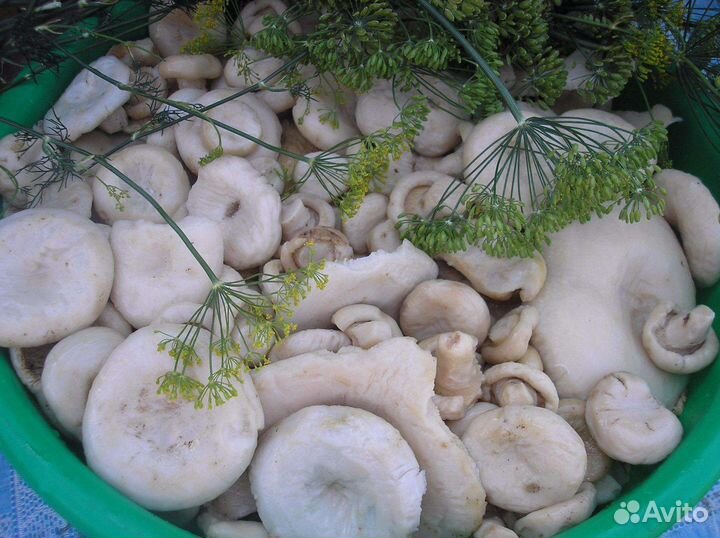 Грибы грузди