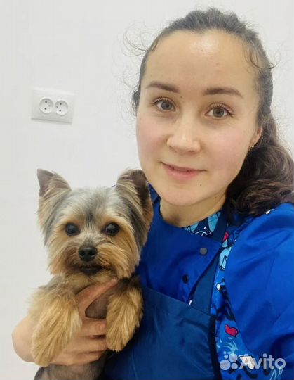 Груминг, стрижка собак и кошек / Экспресс линька