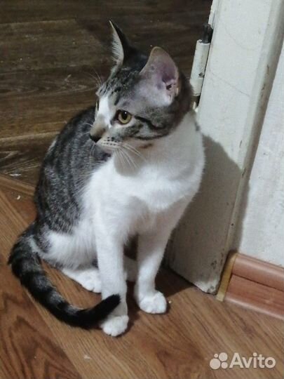 Кошечка в добрые руки