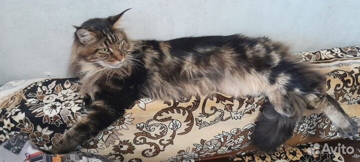 Кот Мэйн кун вязка