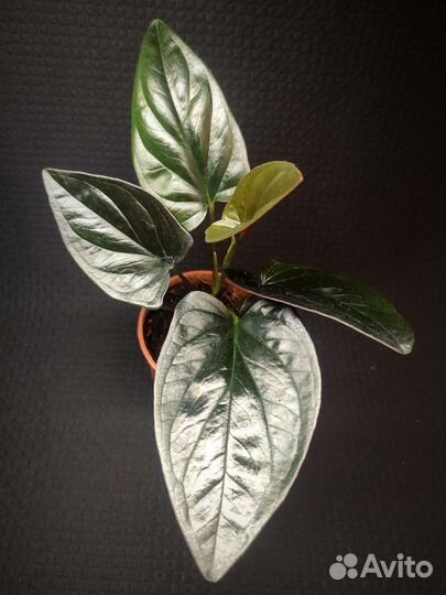 Сингониум Ред Эрроу