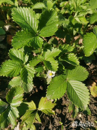 Земляника садовая