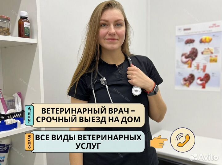 Ветеринарный врач на дом. Ветеринарная помощь
