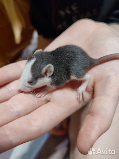 Крысы Дамбо. Редкий цвет. Больше фото внутри