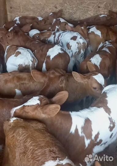 Отборные телята, бычки