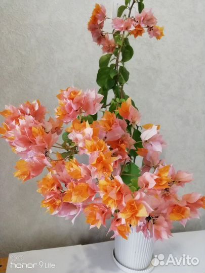 Бугенвиллия отправляю почтой