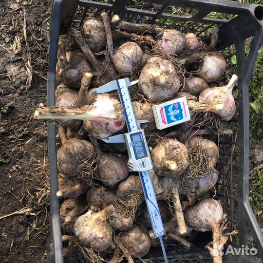 Семенной чеснок Любаша