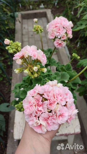 Герань пеларгония Ириол -Итернайт