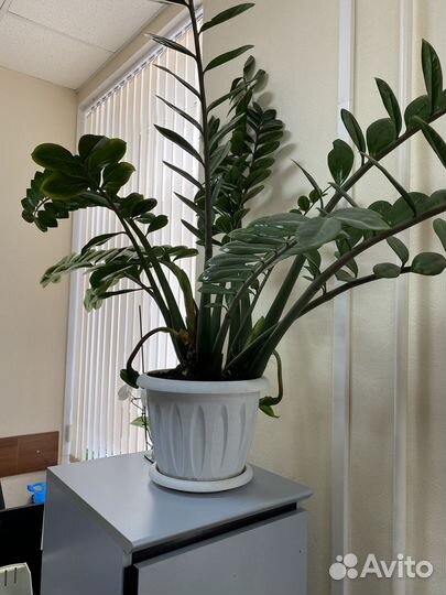 Замиокулькас