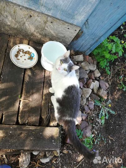 Кот только в самые заботливые руки