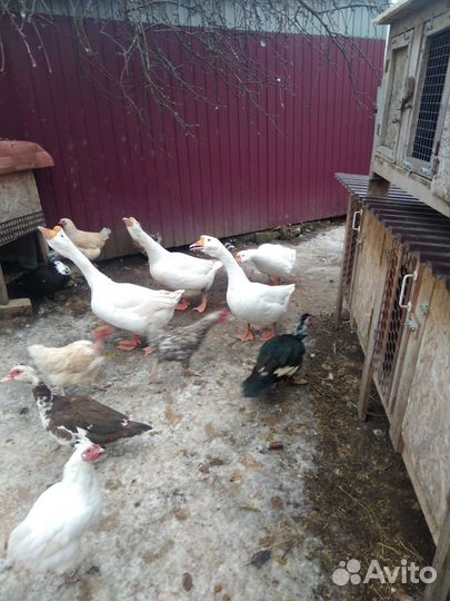 Семьи индоуток и гусей