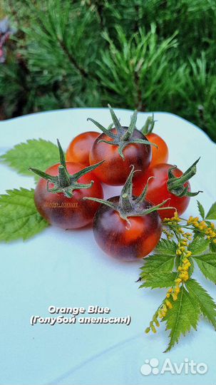 Семена коллекционных томатов