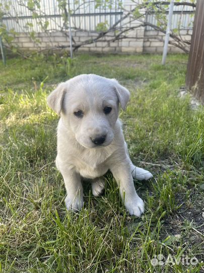 Щеночки в добрые руки