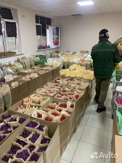 Тюльпаны свежие оптом от производителя