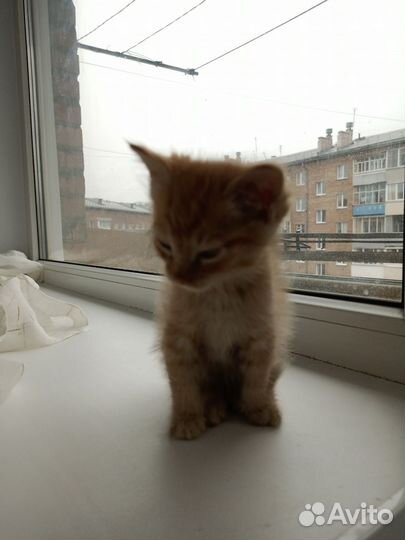 Рыжий котенок