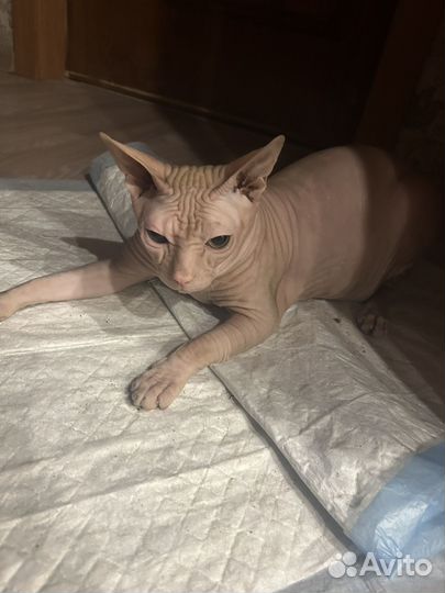 Донской сфинкс