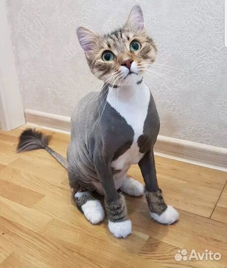 Стрижка кошек с выездом на дом, грумер