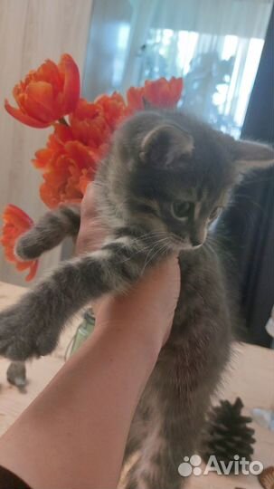 Отдам котенка в добрые руки